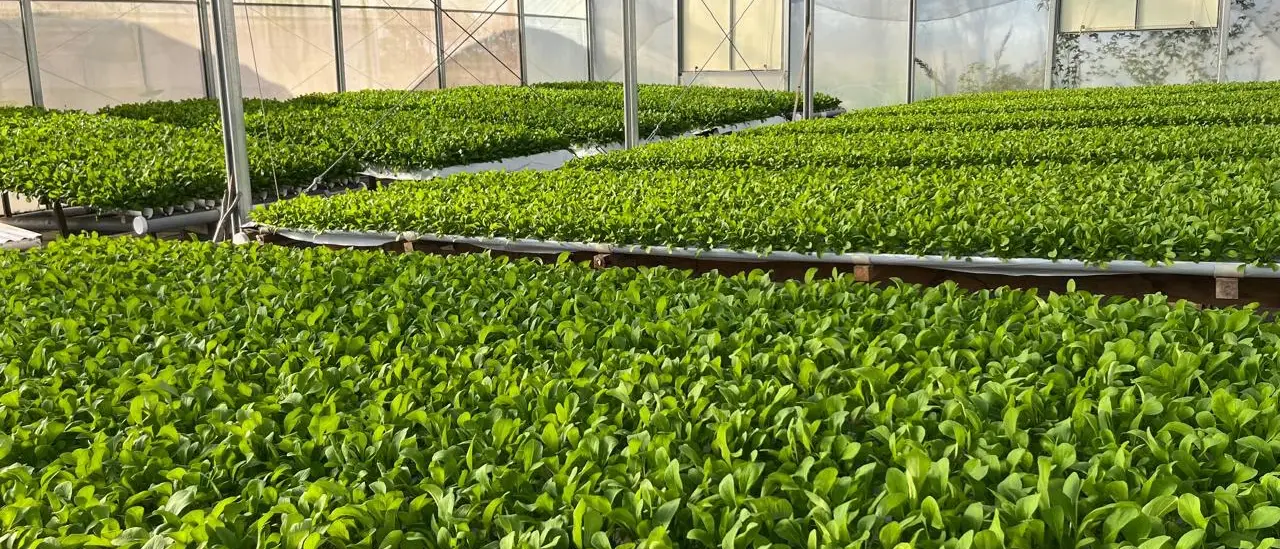Interior del invernadero de Arroyo Hidroponía en Arroyo Seco con mesadas de rúcula hidropónica en producción