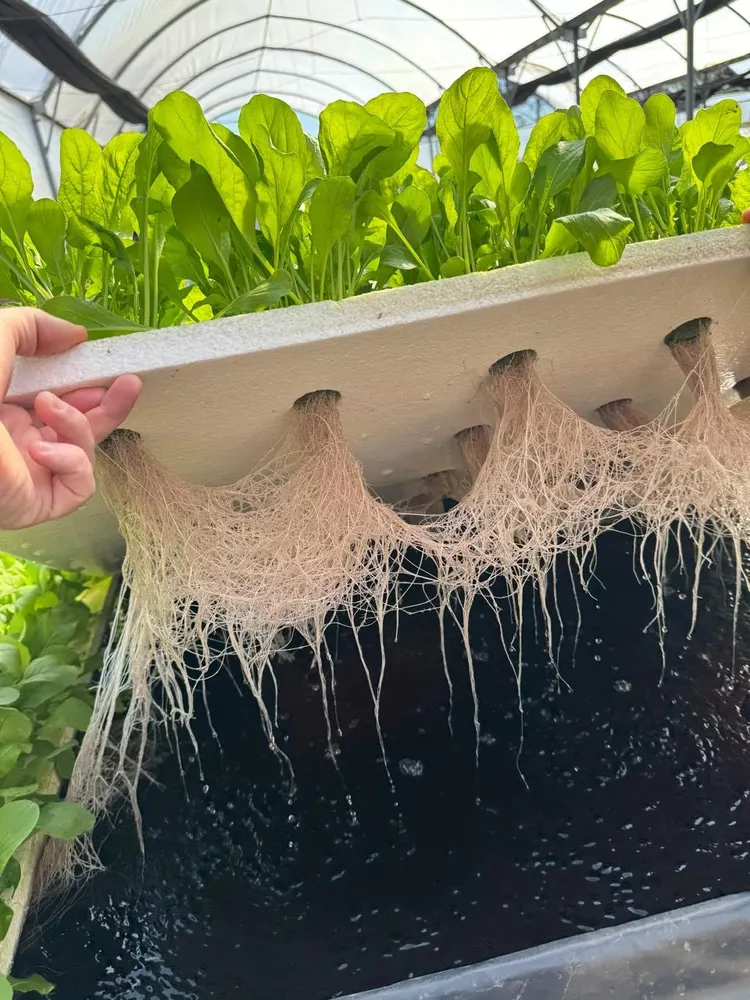 Raíces blancas y sanas de rúcula hidropónica en la bandeja flotante del sistema de cultivo en agua